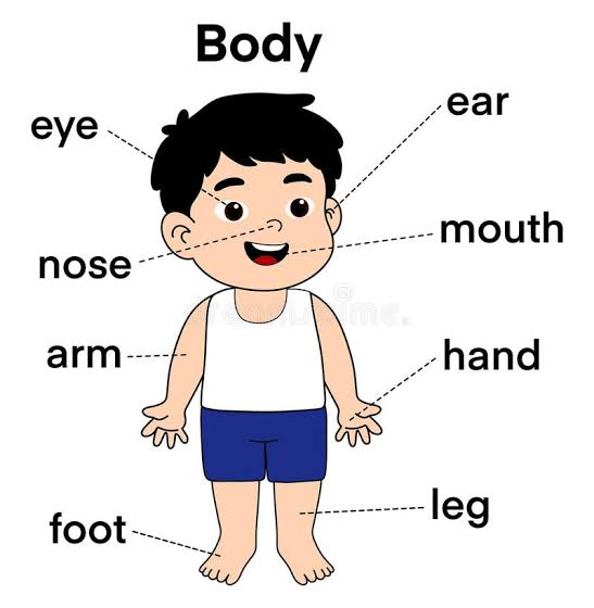 My body cover